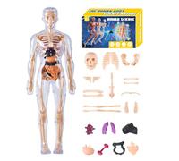 Modelo de cuerpo humano 3D para niños, modelo anatómico de torso humano, kit de montaje anatómico educativo para educadores de ciencias, niños, estudiantes, estudiantes, estudiantes, hogar, escuela