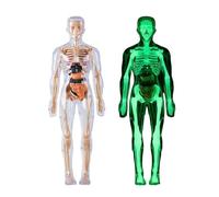 Modelo De Cuerpo Humano - Artist Manik | Figura De Acción Maniquí E, Modelo Musculatura Lujo, Modelado Anatomía Torso Humano con Corazón, Cabeza, Cráneo, Cerebro Y Esqueleto para Estu