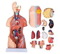 Modelo de Cuerpo Humano de 17,7 Pulgadas, Modelo anatómico de Torso, Modelo de anatomía de órganos Humanos, órganos internos médicos para enseñanza, educación, Escuela