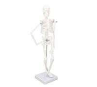 Modelo de cuerpo humano de 45 cm, modelo de esqueleto humano con articulaciones desmontables, órgano humano for demostración educativa.