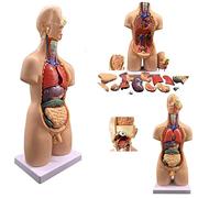 Modelo de Cuerpo Humano de 55 cm 19 Piezas Modelo de anatomía de Torso Humano con Cabeza de corazón Modelo de Esqueleto