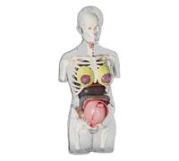 Modelo de cuerpo humano educativo para niños - Juguete de torso de embarazo preescolar para el embarazo, herramienta de enseñanza para experimentos de biología, herramienta de aprendizaje para