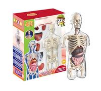 Modelo de cuerpo humano: kit de torso claro de anatomía, juguete de aprendizaje de ciencia STEM, juego de montaje de estructuras de órganos, educativo de fisiología de estudio, herramienta de