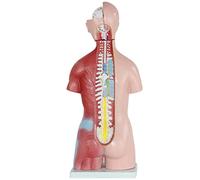 Modelo de Cuerpo Humano, Modelo de anatomía Corporal 4D, Modelo de anatomía de Torso Humano con Cabeza de corazón, Model