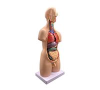 Modelo de Cuerpo Humano, Modelo de anatomía Corporal 4D, Modelo de anatomía de Torso Humano con Cabeza de corazón, Model