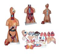 Modelo de Cuerpo Humano Modelo de anatomía de Torso de 85 cm (32 Piezas) Modelo de anatomía Humana con Cabeza de corazón