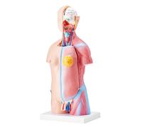 Modelo de Cuerpo Humano,Modelo de Órgano del Cuerpo Humano, PVC Modelo de Torso anatómico Médico,perfecto para estudios de estudiantes, enseñanza escolar y estudio anatómico