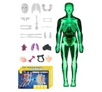Modelo De Cuerpo Humano Montaje Educativo Realista 3D