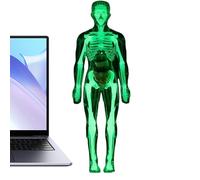 Modelo De Cuerpo Humano para,Figura Anatómica del Esqueleto Brillante en La Oscuridad - Modelo de Anatomía para - para Edad 8+ Niños y Niñas Biología Fisiología Aprendizaje Experiencias Escolares Hall