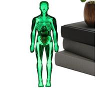 Modelo de Cuerpo Humano para - Modelo Científico Del Cuerpo Humano Para - Figura Educativa para Estudio Medicina Escuela Casa Aprendizaje Estudiantes