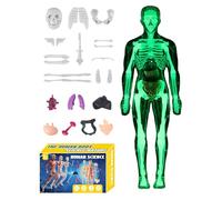 Modelo de cuerpo humano para niños 3D Montaje Realista Educativo