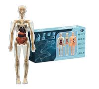 Modelo De Cuerpo Humano Para Niños,3D Paquetes De Modelo Esqueleto De Anatomía Del Cuerpo Humano - Herramientas de Estudio Fisiología Para La Escuela Educación Primaria Niños Niñas Maestros Educación