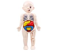 Modelo de Cuerpo Humano para niños 7x4 Modelo de anatomía Órganos Cuerpo Humano Desmontable ABS Sin Rebabas Juguetes científicos Anatomía educativa para niños Mayores de 3 años