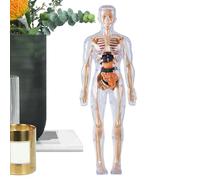 Modelo De Cuerpo Humano Para Niños Figura Anatómica Del Esqueleto Que