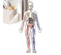 Modelo de cuerpo humano para niños, figuras de anatomía, 1 paquete de maniquíes internos para ciencia educativa, estatua de visualización de órganos con ayuda brillante, aprendizaje y marco sin carne