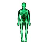 Modelo De Cuerpo Humano para | Organos Fluorescentes Biología - Modelo de Anatomía para,para Edad 8+ Estudiar Experiencias Aprendizaje Laboratorio Aula Estudiante