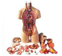 Modelo de cuerpo humano Torso 55 cm Órganos interiores Anatómicos Anatómica Anatómica, Anatomía del cuerpo humano para la educación médica
