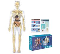 Modelo de Cuerpo Humanode 28,5 cm, Modelo de Anatomía con 9 Organos Extraíbles, Modelo de Esqueleto para Estudiar Detalles Básicos Del Sistema Esquelético Humano, Juegos Educativos 8-12 Años