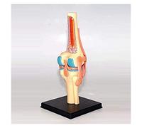 Modelo de Cuerpo Modelo de articulación de la Rodilla Humana con ligamento de Rodilla 23 Piezas Desmontables Anatomía Modelo de Arte WTH Aprendizaje Educativo (Tamaño: 24x18.5x5.5cm) (Tamaño: 24 x