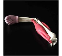 Modelo de Cuerpo Modelo de articulación del Codo - Modelo de articulación del Codo Humano con Modelo de articulación Humana anatómica - para la enseñanza de la enseñanza del Modelo de anatomía
