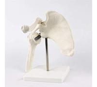 Modelo de Cuerpo Modelo Educativo articulación de Hombro Modelo anatómico simulación Humana esqueleton Modelo anatomía para el Estudio de Clases de Ciencias Muestra Modelos de Modelos de enseñanza