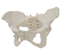 Modelo de Cuerpo Modelo Hembra Modelo anatomía Modelo Modelo anatómico Tibia de articulación de la Pelvis Natural Estructura púbica