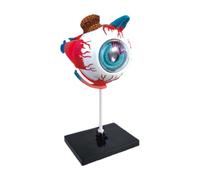 Modelo de del cuerpo humano: pantalla anatómica del globo ocular desmontable | Modelo de Enseñanza Educativa | para estudiantes Aula Escritorio escolar Universidad Ciencia Aprendizaje Biología Est