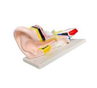 Modelo de demostración de estructura del oído, pantalla seccional de anatomía del oído humano con codificadas por colores, modelo de enseñanza de de PVC para entrenamiento, explicación, de