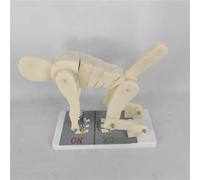 Modelo de demostración de postura correcta, modelo de demostración de fuerza de columna de levantamiento de pesas de flexión del cuerpo humano, entrenador interactivo de columna lumbar