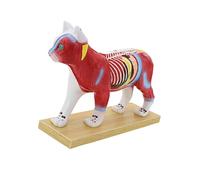 Modelo de demostración de punto de acupuntura para mascotas con puntos meridianos marcados, modelo anatómico canino felino para educación, práctica de agujas de mascotas