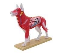 Modelo de demostración de punto de acupuntura para mascotas con puntos meridianos marcados, modelo anatómico canino felino para educación, práctica de agujas de mascotas