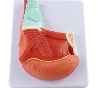 Modelo de demostración del músculo Lingual Oral Humano Modelo de anatomía de órganos Músculo Lingual de PVC Músculo Lingual anatómico for la enseñanza médica y la comunicación médico-Paciente