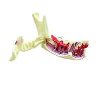 Modelo de demostración mandibular que se puede abrir, modelo educativo de anatomía mandibular y gingival para estudiantes de odontología que aprenden educación clínica, ejemplo de mandíbula