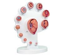 Modelo de desarrollo del feto de embrión humano, modelo de anatomía del útero for la enseñanza en el aula, modelo de crecimiento de órganos fetales 4D for la enseñanza de la educación