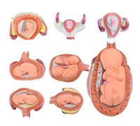 Modelo de desarrollo embrionario de 8 piezas, modelo anatómico desmontable de las etapas del embarazo humano para la enseñanza médica y el estudio de enfermería. Modelo de desarrollo fetal