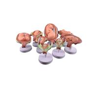 Modelo de desarrollo embrionario, herramienta educativa del feto de 8 etapas para enseñar anatomía del embarazo en hospitales y escuelas