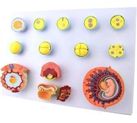 Modelo de desarrollo embrionario: modelo de proceso de fertilización y desarrollo temprano de embriones, modelo de placenta for enseñanza de obstetricia y ginecología del desarrollo óvulos