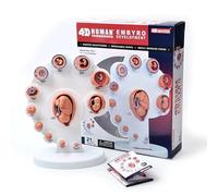 Modelo de Desarrollo Fetal 4D Con 21 Piezas, Modelo de Desarrollo Embrionario Uterino que Muestra el Crecimiento del Embrión Desde la Fertilización Hasta las 38 Semanas para Formación Docente