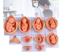 Modelo de desarrollo fetal de 9 meses, embrión anatómico de embarazo para estudio de educación médica
