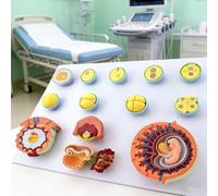 Modelo de desarrollo fetal, herramienta de enseñanza médica para fertilización de óvulos y desarrollo embrionario, identificador digital para anatomía y educación médica