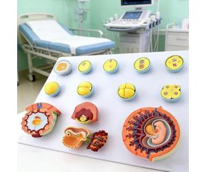 Modelo de desarrollo fetal, herramienta de enseñanza médica para fertilización de óvulos y desarrollo embrionario, identificador digital para anatomía y educación médica