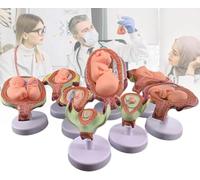 Modelo de Desarrollo Fetal, Modelo de Embarazo de 8 Piezas, Modelos de Anatomía Humana, con Parte Extraíble, for Enseñanza, Formación, Investigación y Práctica.