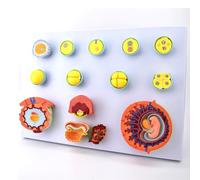 Modelo de desarrollo fetal: proceso de fertilización humana y desarrollo embrionario, herramienta de enseñanza de obstetricia para estudiar el embarazo humano