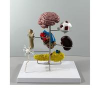 Modelo de diabetes tipo II: cerebro, ojo, corazón, riñón, arteria, páncreas, neurona y pie en miniatura for educación fisiológica, recursos de aprendizaje médico, modelo de anatomía humana.