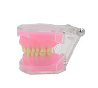 Modelo de dientes completamente desmontable adecuado para la práctica docente, suministros Typodont, Typodont desmontable para estudio de práctica