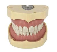 Modelo de dientes, con modelo de 28 dientes totalmente extraíbles, para la enseñanza, la práctica y el estudio de la odontología