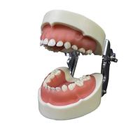 Modelo de dientes de demostración para niños, modo de enseñanza de estudio con todos los dientes extraíbles, modelos de tipodontes flexibles para modelos de educación del paciente y materiales