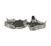 Modelo de dientes de gatos caninos transparentes, dentales, animales, orales, mandíbula, herramienta educativa veterinaria, suministros de enseñanza, gatos, modelos transparentes de anatomía animal