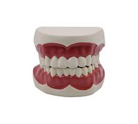 Modelo de dientes de hilo dental estándar para enseñanza dental, Typodont, dientes estándar para práctica de demostración