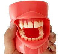 Modelo De Dientes De Implante Dental, Simulación Oral Dental, Molde De Cabeza Simple, Modelo De Práctica De Extracción De Dientes, Ayuda Educativa De Enseñanza Médica